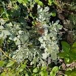 Salvia pachyphylla Leaf