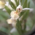 Dactylorhiza insularis Flower