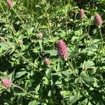 Agastache urticifolia Flower