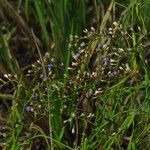 Limonium carolinianum Flower