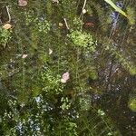 Utricularia vulgaris Likasa