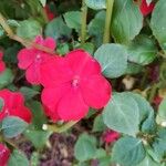 Impatiens walleriana Flower