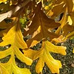 Quercus macrocarpa Blatt