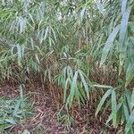 Phyllostachys sulphurea Feuille