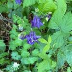 Aquilegia alpinaফুল