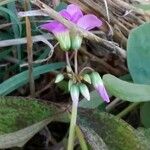 Oxalis latifolia Blüte