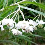 Gomphocarpus fruticosus Fleur