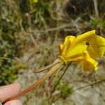 Oenothera stricta Kvet