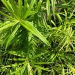 Freycinetia cumingiana Folha