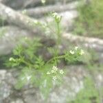 Chaerophyllum tainturieri Цвят