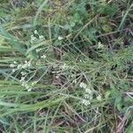 Eupatorium hyssopifolium 花