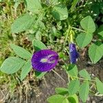 Clitoria ternateaΛουλούδι