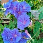 Ipomoea indicaFlower