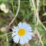 Erigeron karvinskianusBlomst