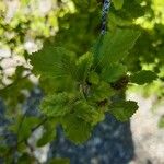 Betula humilis Leaf