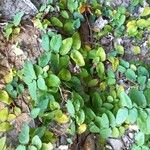 Ficus pumila Leaf