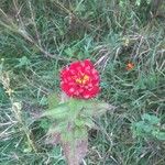 Zinnia elegans Blüte