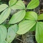 Dioscorea hispida Leaf
