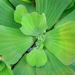 Pistia stratiotes Blatt