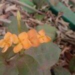 Ixora chinensisFleur