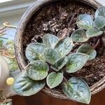 Streptocarpus ionanthus Leaf