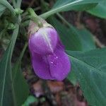 Impatiens mackeyana Flower