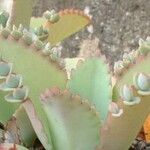 Kalanchoe laetivirens برگ