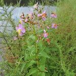 Rhexia virginica 整株植物