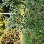 Eupatorium altissimum Flower