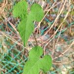 Merremia hederacea Blatt