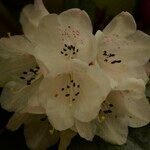 Rhododendron × inopinum