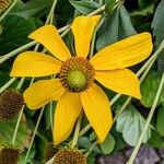 Rudbeckia laciniataFlower