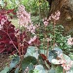 Begonia hydrocotylifolia Кветка