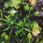 Sagina procumbens Hábito