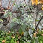 Solanum villosum Habit