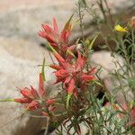 Castilleja tenuiflora Blomst