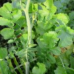 Raphanus sativus 葉