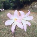 Amaryllis belladonnaFlower