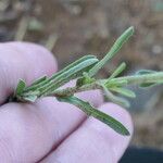 Nidorella resedifolia Bark