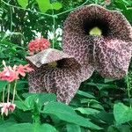 Aristolochia labiata Floare