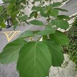 Cordia dichotoma Fuelha