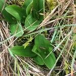 Neottia ovata Habit