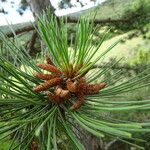 Pinus nigra Λουλούδι