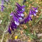 Vicia villosaКвітка