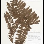 Cyathea cyatheoides Folla