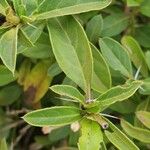 Barleria eranthemoides Hoja