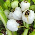 Scaevola taccada Fruit