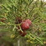 Juniperus phoenicea Фрукт