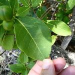 Brunfelsia americana Folio