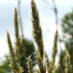 Anthoxanthum odoratum Flower